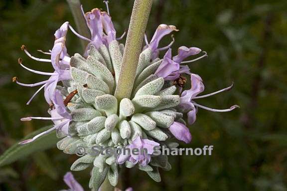 salvia leucophylla 1 graphic